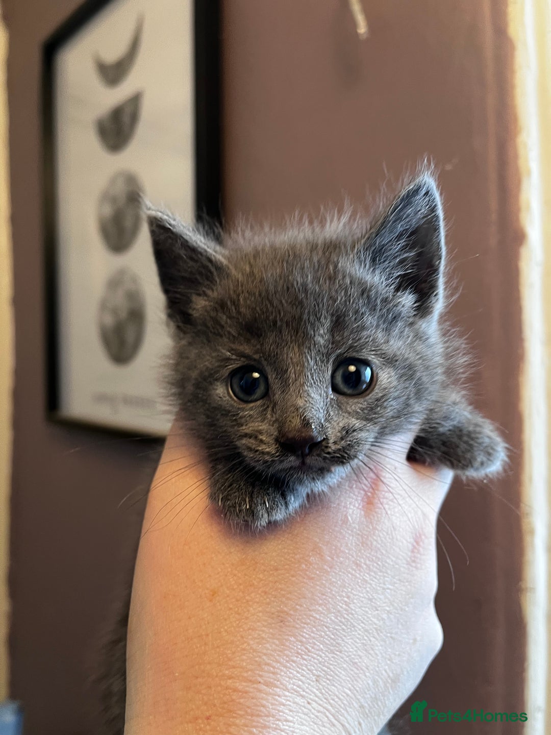 Mixed Breed cats for sale: Beautiful grey, tabby and black kittens  - Advert 10