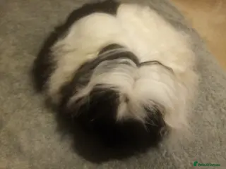 Guinea Pig rodents Single Guinea pigs Male... Merino & smooth - Advert 7