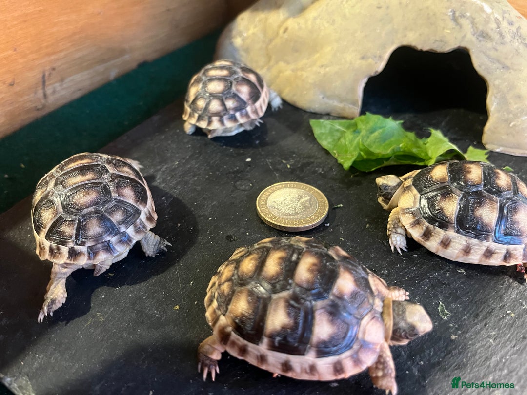 Tortoise reptiles for sale: Baby Tortoises Herman & Marginates - Image 13