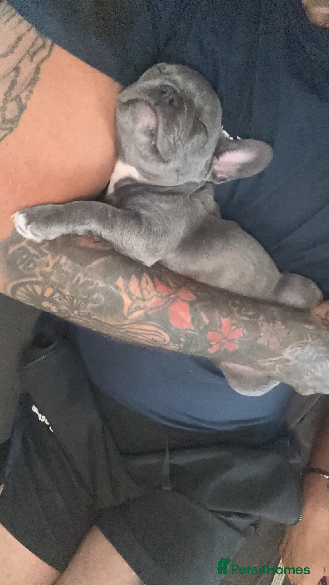 French Bulldog dogs 10 week old french bulldog female puppy  - Advert 3