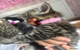 Bengal cats for sale: 3 bengal x cross kittens  - Image 6