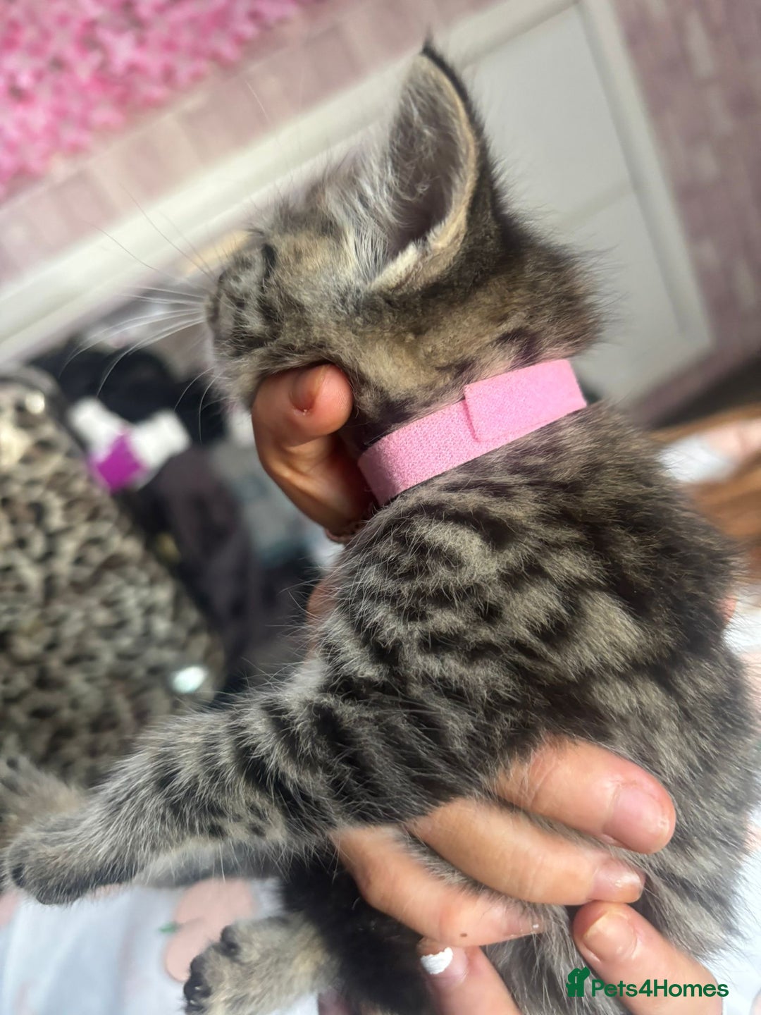 Bengal cats for sale: 3 bengal x cross kittens  - Image 6