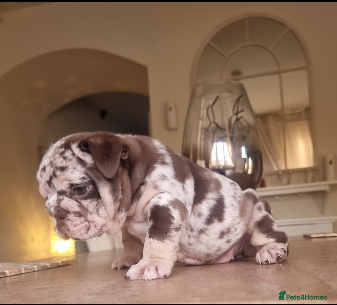 English Bulldog dogs for sale: Beautiful bulldog puppies - Advert 14