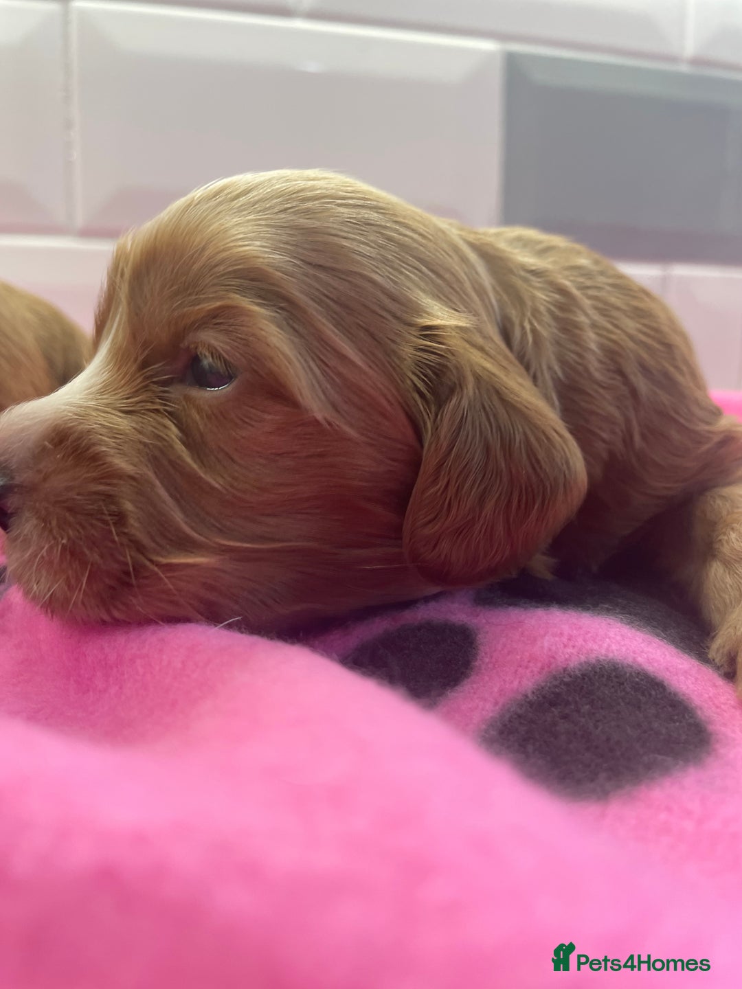 Cockapoo dogs for sale: F1 cockapoos parents dna health tested - Image 6