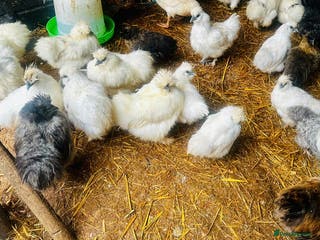 Chickens poultry SILKIE CHICKENS - Advert 1