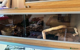 Boa Snake reptiles for sale: Boa, royal and a California king snake for sale  - Image 6