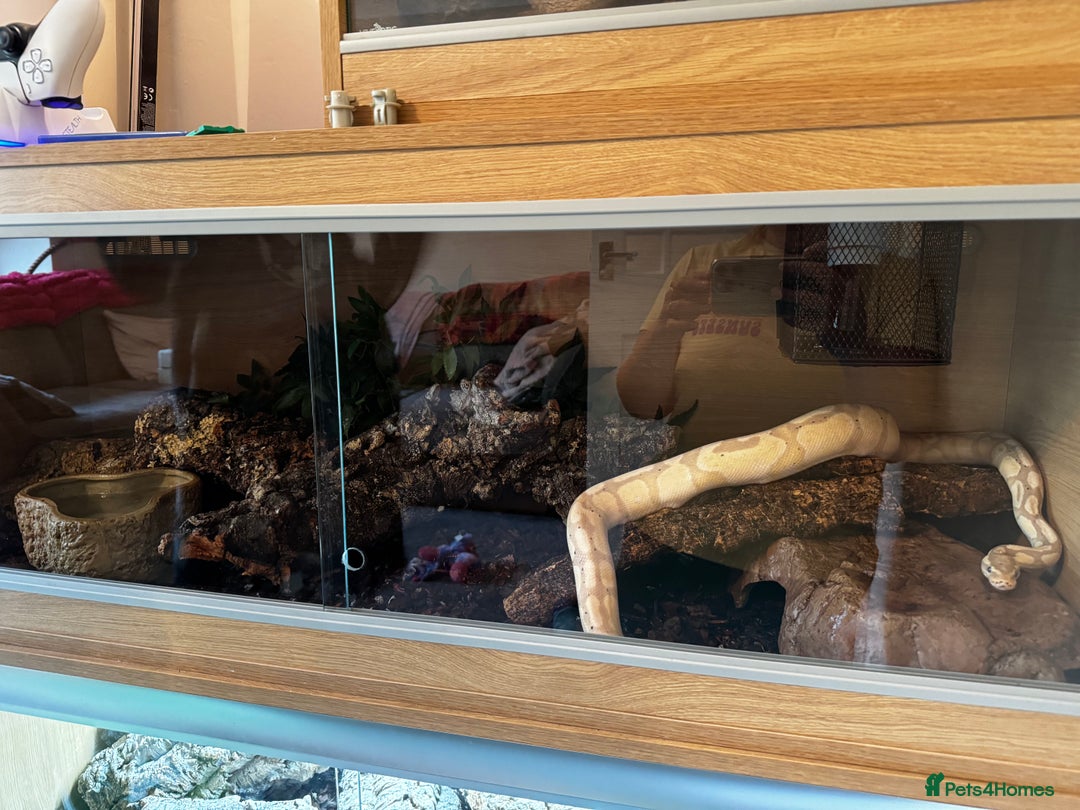 Boa Snake reptiles for sale: Boa, royal and a California king snake for sale  - Image 6