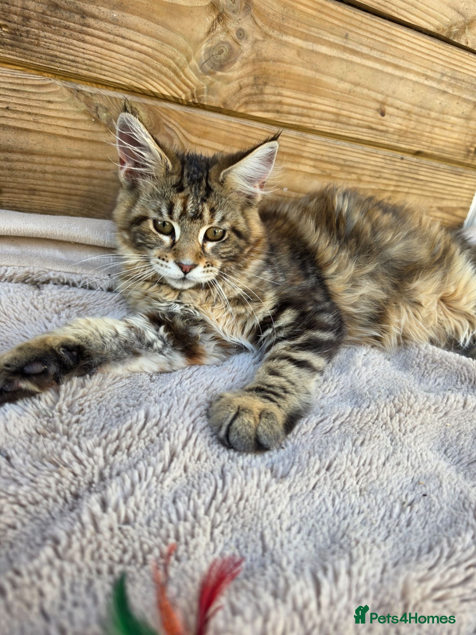 Maine Coon cats Maine Coon Kittens  - Advert 1