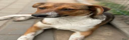 Mixed Breed dogs for adoption: Pretty Luna looking for love - Advert 23