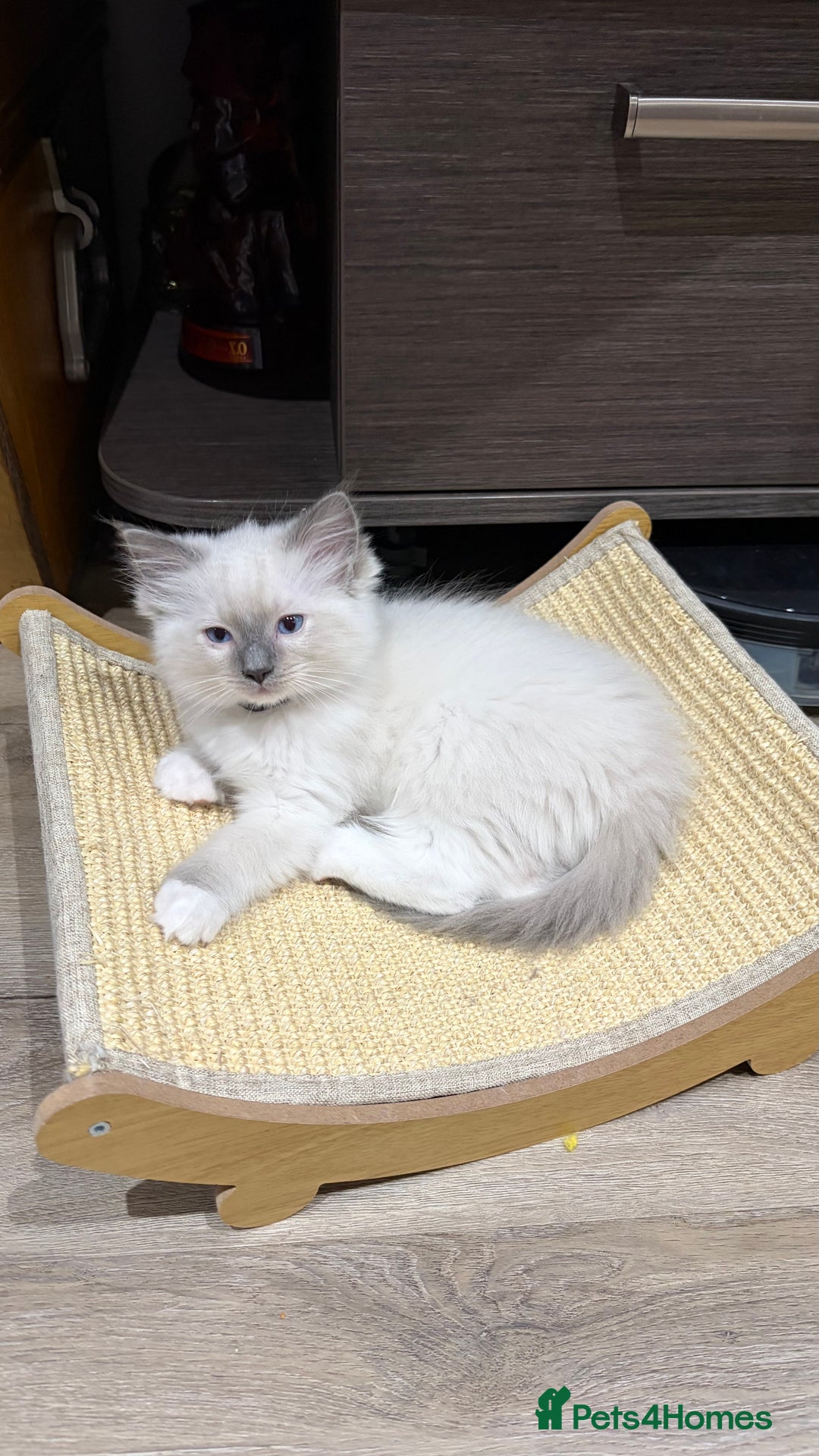 Ragdoll cats for sale: 3 Ragdoll kittens  - Advert 33