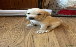 Labrador Retriever dogs for sale: Labrador puppies (only boys left) - Image 12