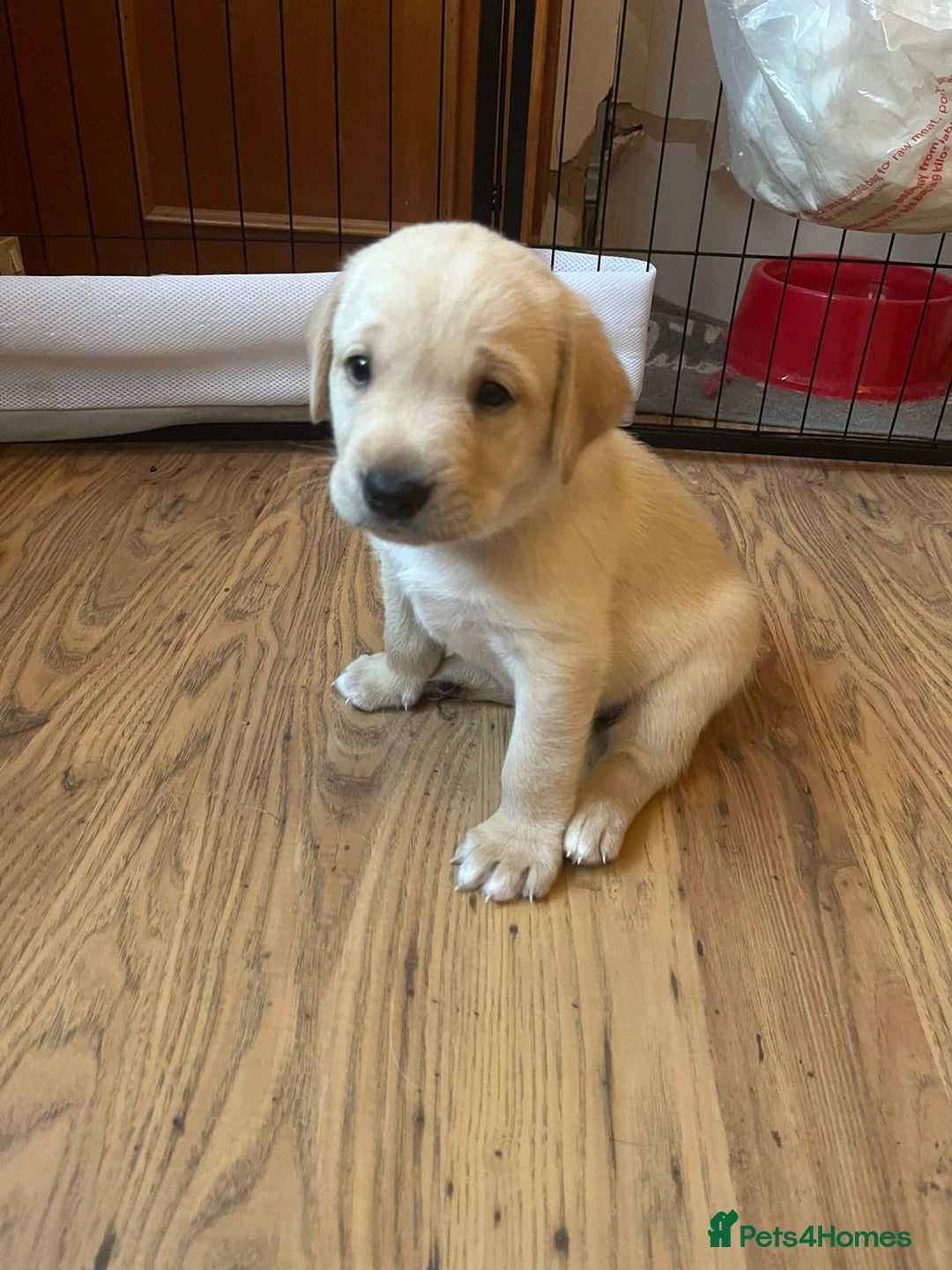 Labrador Retriever dogs for sale: Labrador puppies (only boys left) - Image 12