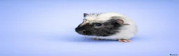 Guinea Pig rodents for sale: Dalmatian Cross Merino Boar Brothers - Advert 5