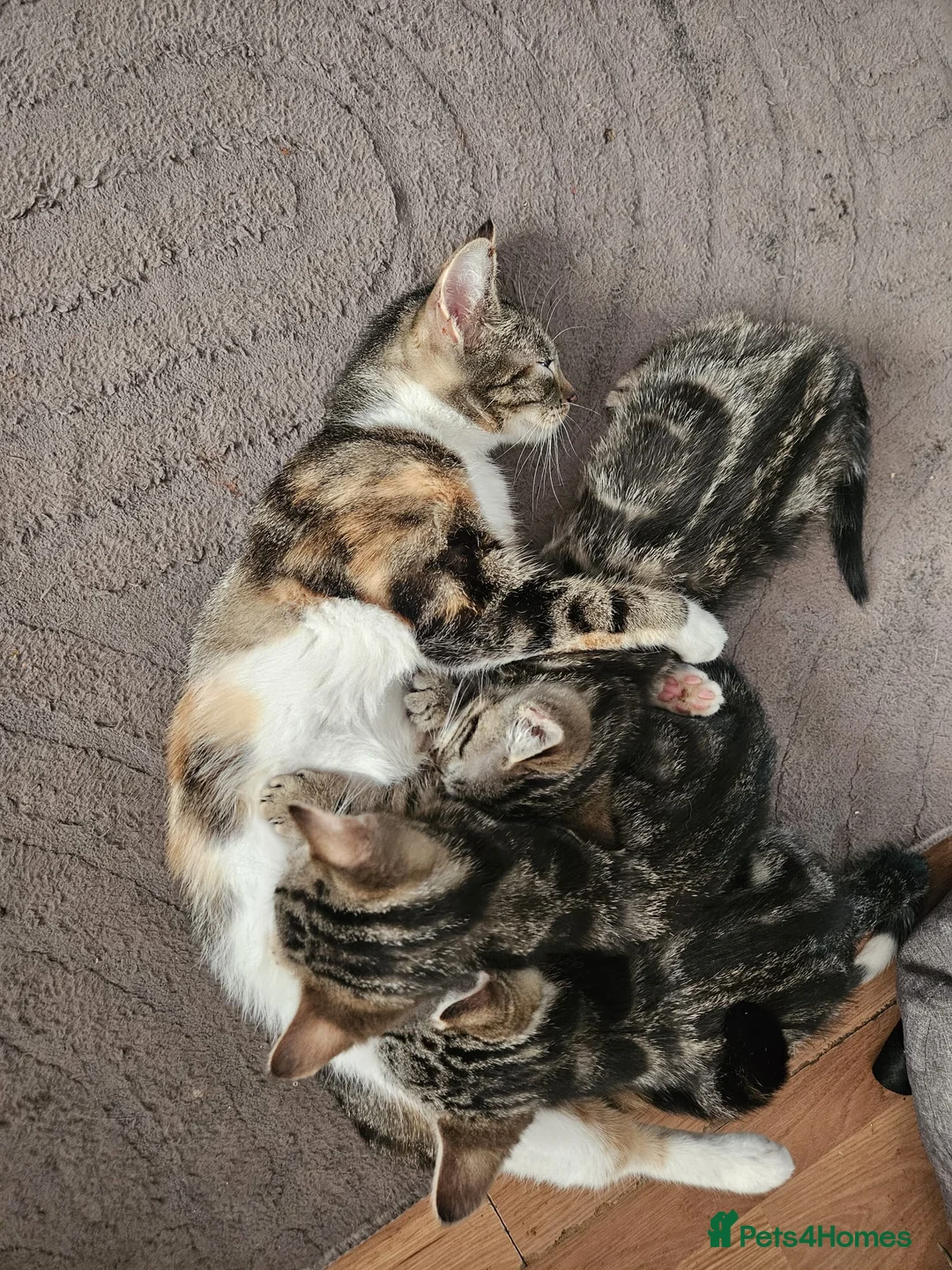 Mixed Breed cats for sale: three adorable tabby kittens - Advert 1
