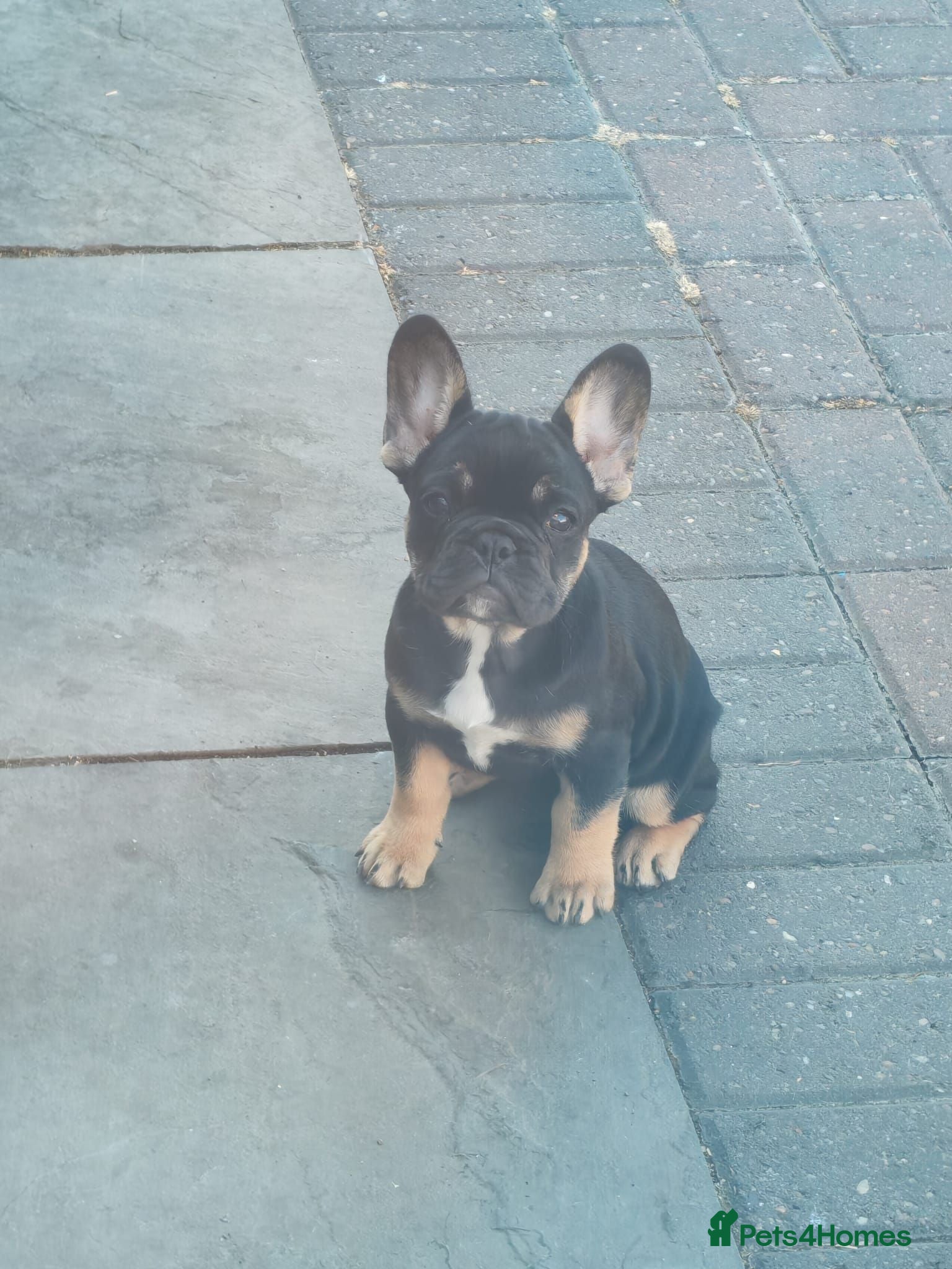 French Bulldog dogs Beautiful French pups  - Advert 9
