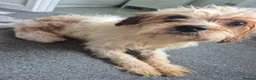 Cavachon dogs for sale: Cavachon pups  in Llanelli - Advert 10