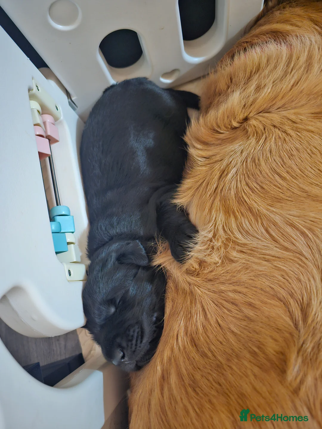 Mixed Breed dogs for sale: Golden Shepherd pup - Advert 9