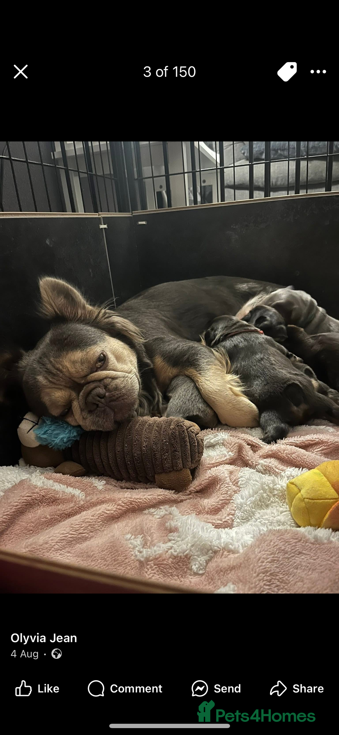 French Bulldog dogs for sale: Visual fluffy frenchies  - Image 8