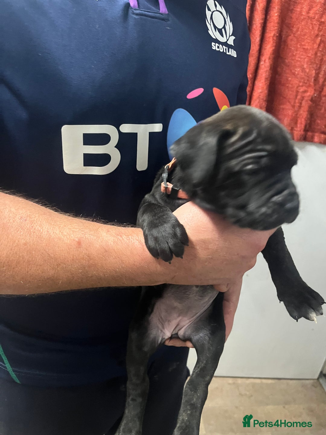Cane Corso dogs for sale: Full Cane Corso Puppies x5 girls x5 Boys - Advert 18