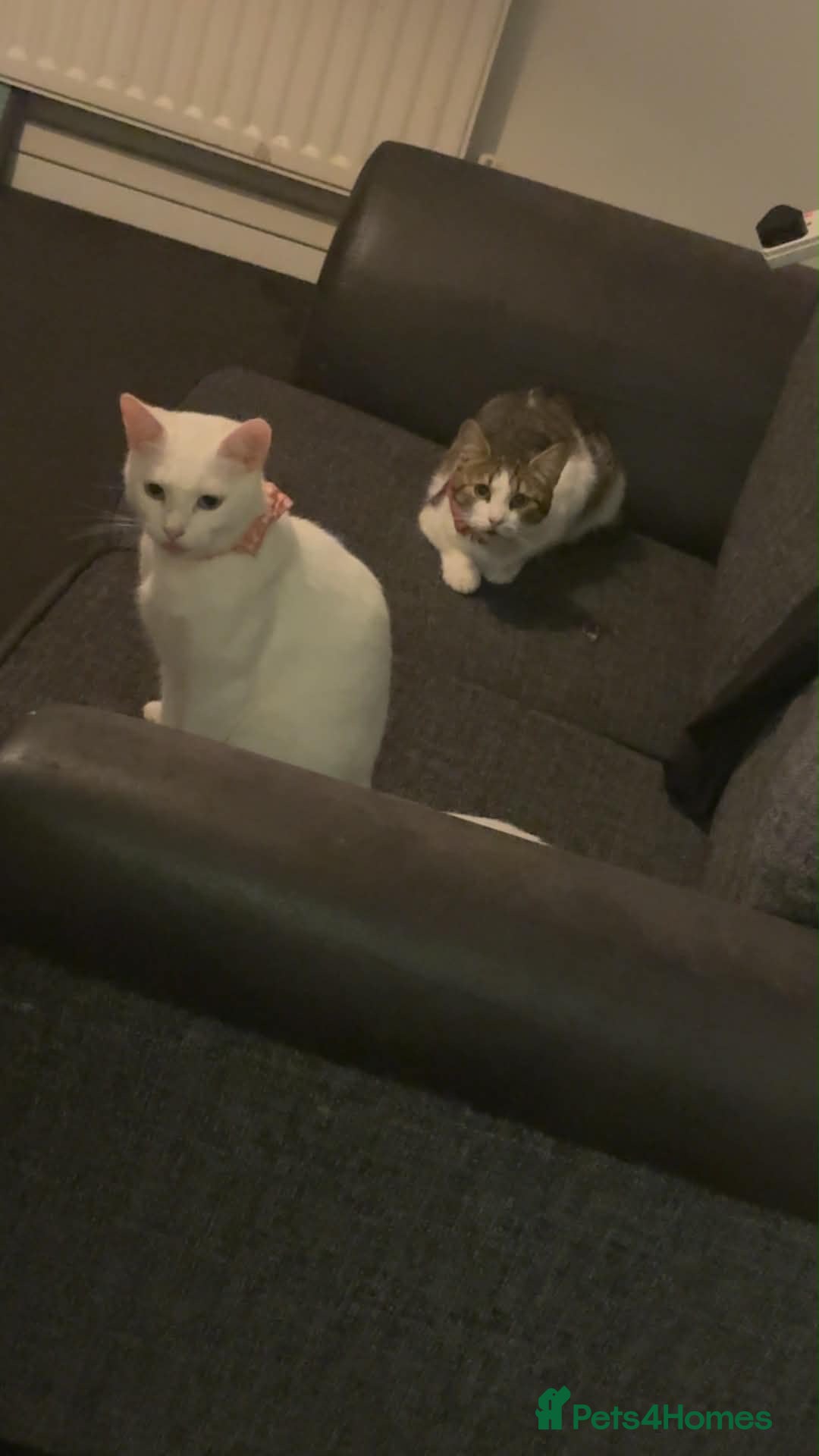 British Shorthair cats 2 female 2 year old cats both spayed  - Advert 5