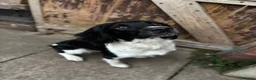 English Springer Spaniel dogs for stud:  Proven English Springer Spaniel Stud - Advert 3