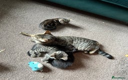Mixed Breed cats for sale: Beautiful Kittens – Health Checked & Chipped - Image 12