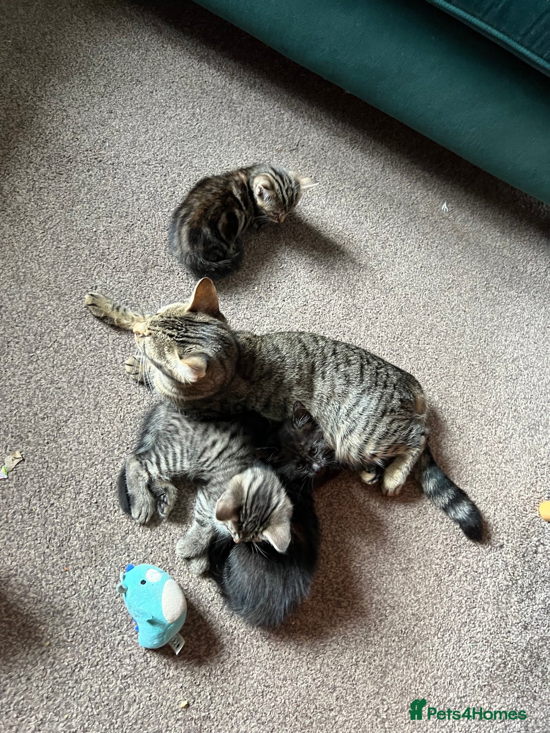 Mixed Breed cats for sale: Beautiful Kittens – Health Checked & Chipped - Image 12