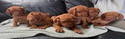Hungarian Vizsla dogs for sale: Gorgeous Hungarian Vizsla puppies  - Advert 32