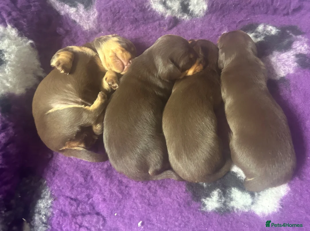 Dachshund dogs for sale: Gorgeous dachshund puppies  - Advert 2