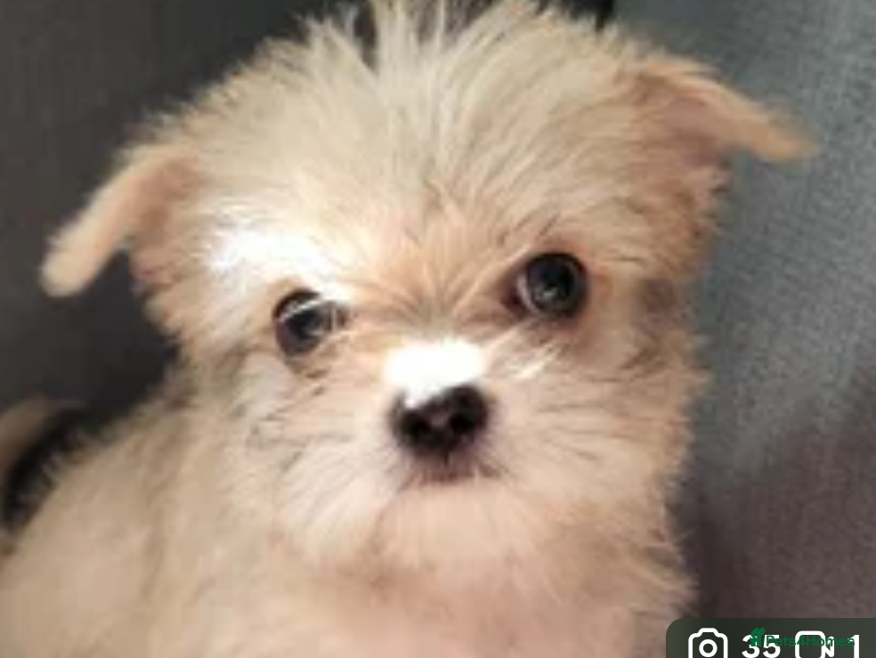 Mixed Breed dogs Jack Russell cross - Advert 1