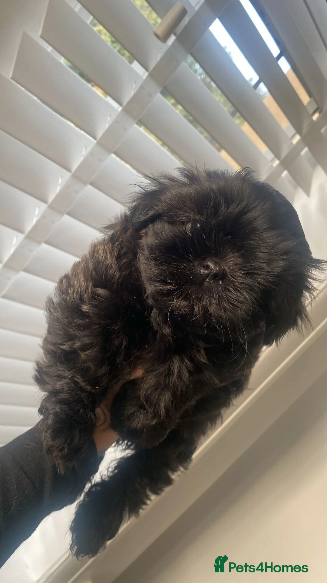 Malshi dogs for sale: Coco the Malshi pup - Advert 3