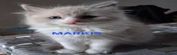 Ragdoll cats for sale: CUTE BLUE C/P RAGDOLL KITTENS  - Advert 3