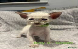 Siamese cats for sale: ✨Gorgeous GCCF registered kittens✨ - Image 8