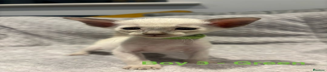 Siamese Kitten 3