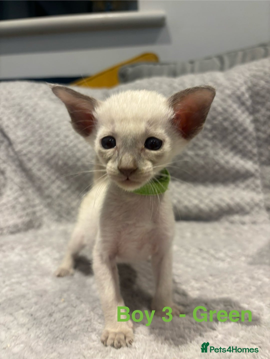 Siamese cats for sale: ✨Gorgeous GCCF registered kittens✨ - Image 8