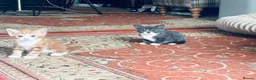 Mixed Breed cats for sale: Beutifull kittens for sale - Advert 15