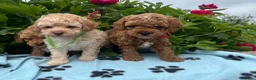 Cavapoochon dogs for sale: Cavapoochon puppies  - Advert 12