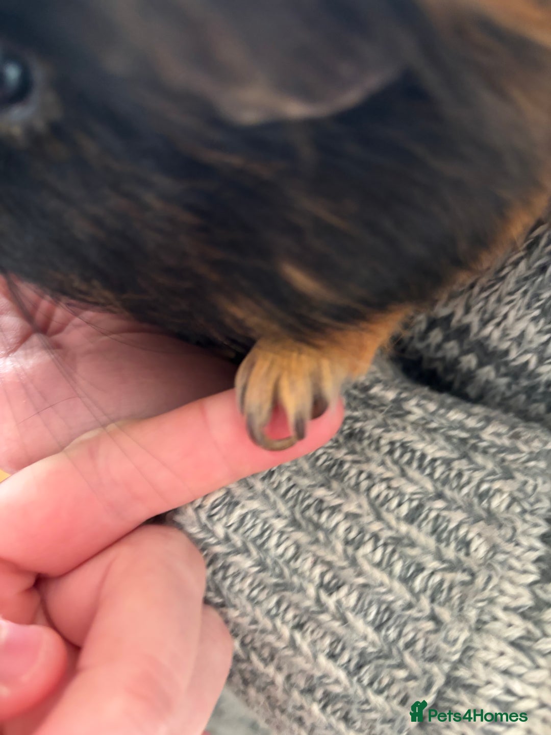 Guinea Pig rodents for sale: Guinea pig.  - Advert 8