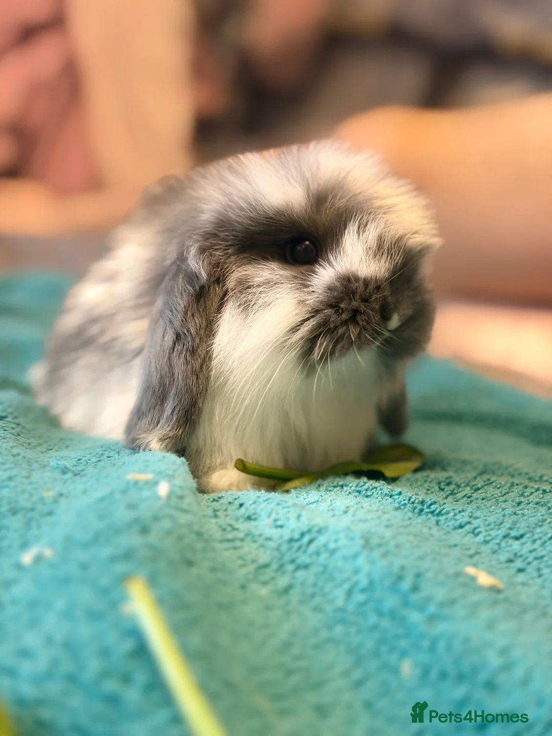 Mini Lop rabbits for sale: Mini lop - Advert 2