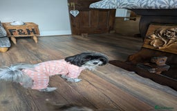 Biewer Terrier dogs for sale: Adorable Purebred Biewers  - Image 31