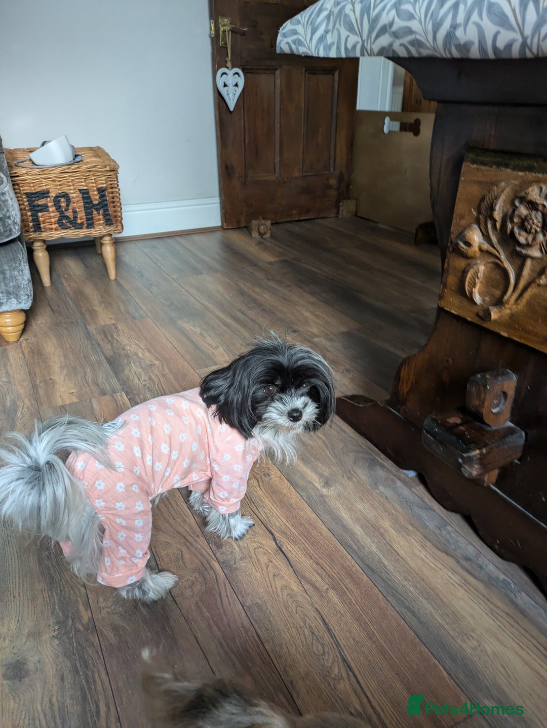 Biewer Terrier dogs for sale: Adorable Purebred Biewers  - Image 31