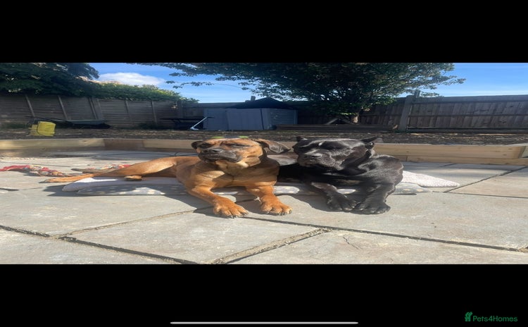 Cane Corso dogs - Advert 1