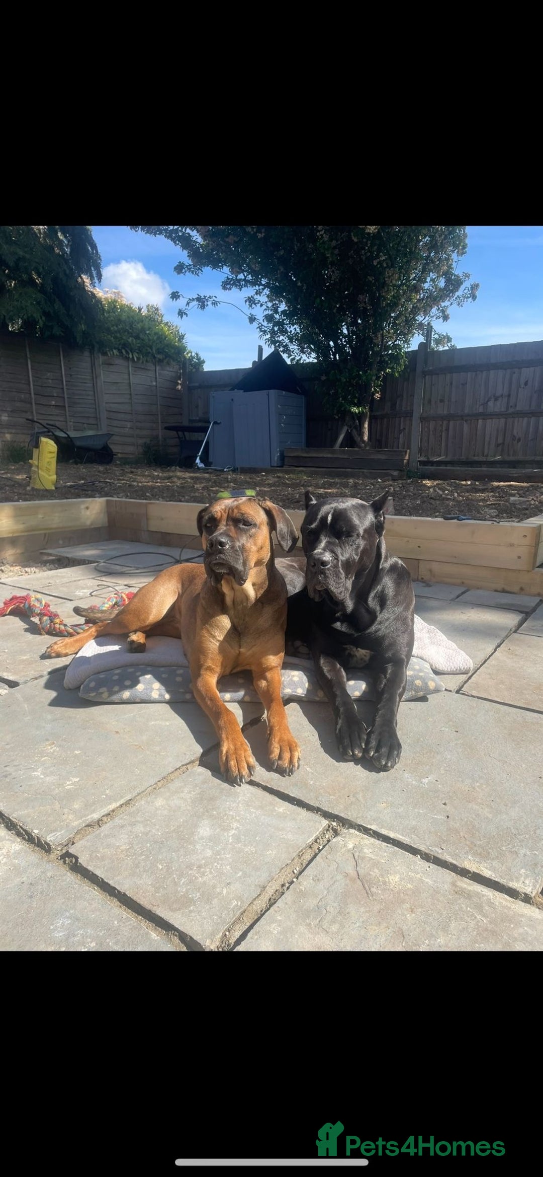 Cane Corso dogs for sale: Gorgeous cane Corso puppies - Image 1