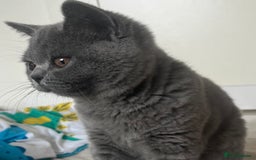 British Shorthair cats for sale: British Shorthair Female kitten-Ready to leave now in Keighley - Image 7