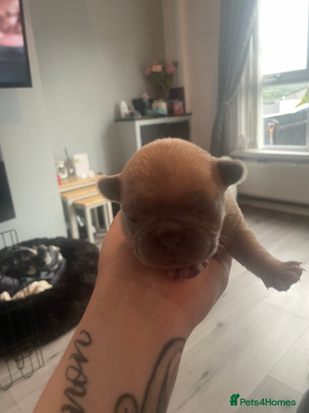 French Bulldog dogs for sale: 9 Day old French Bulldog Puppies - Image 22
