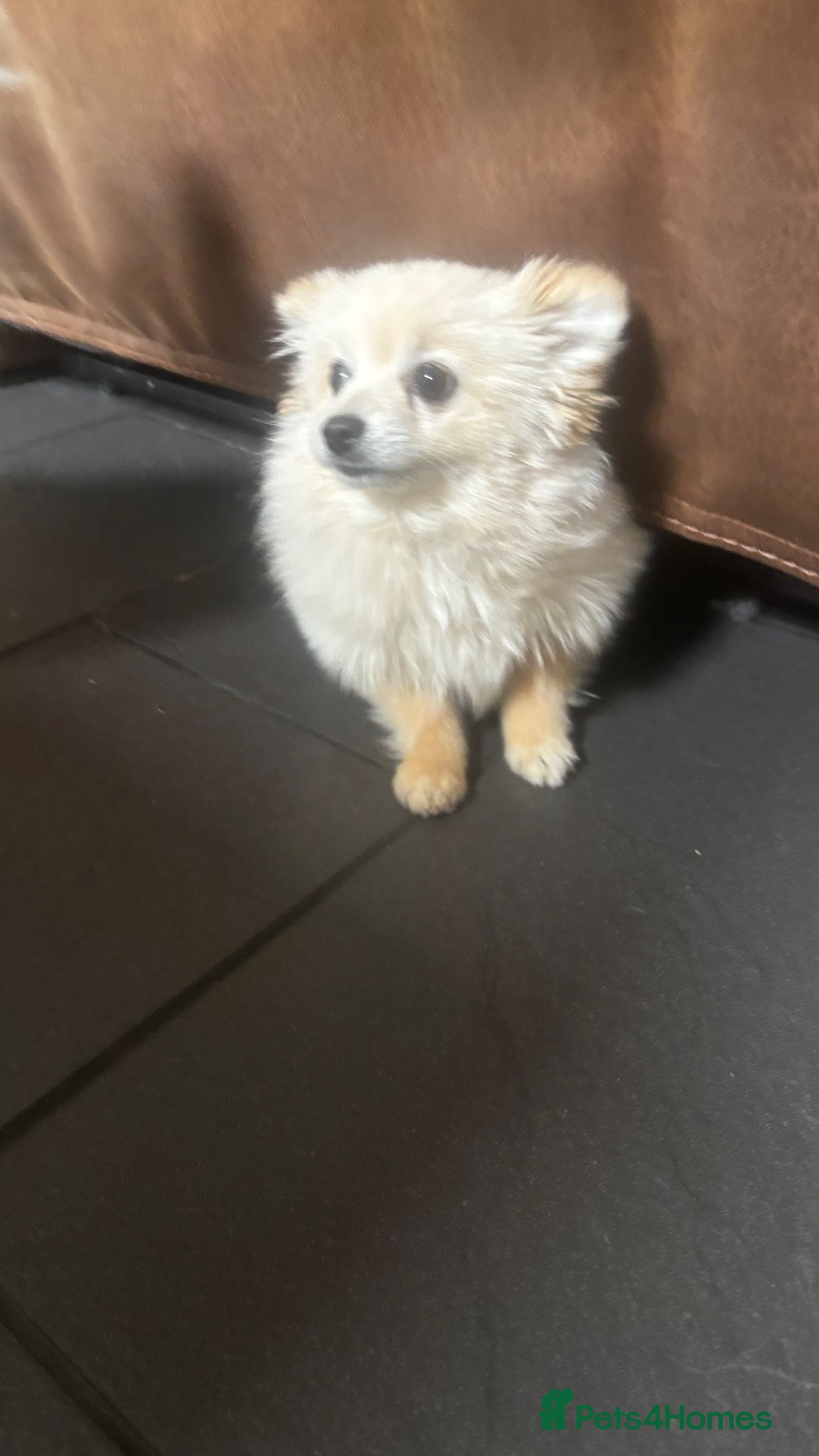 Pomeranian dogs Dixie beautiful lovely Pomeranian   - Advert 20