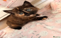 Maine Coon cats for sale: Part Maine Coon READY 8th December  - Advert 3