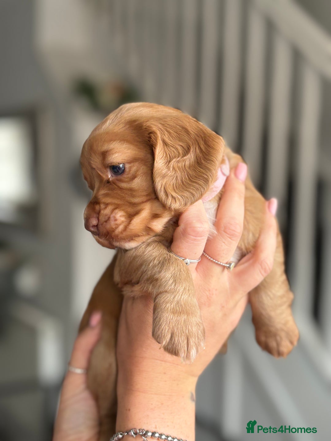 Cocker Spaniel dogs for sale: Cocker spaniel puppies  - Image 22