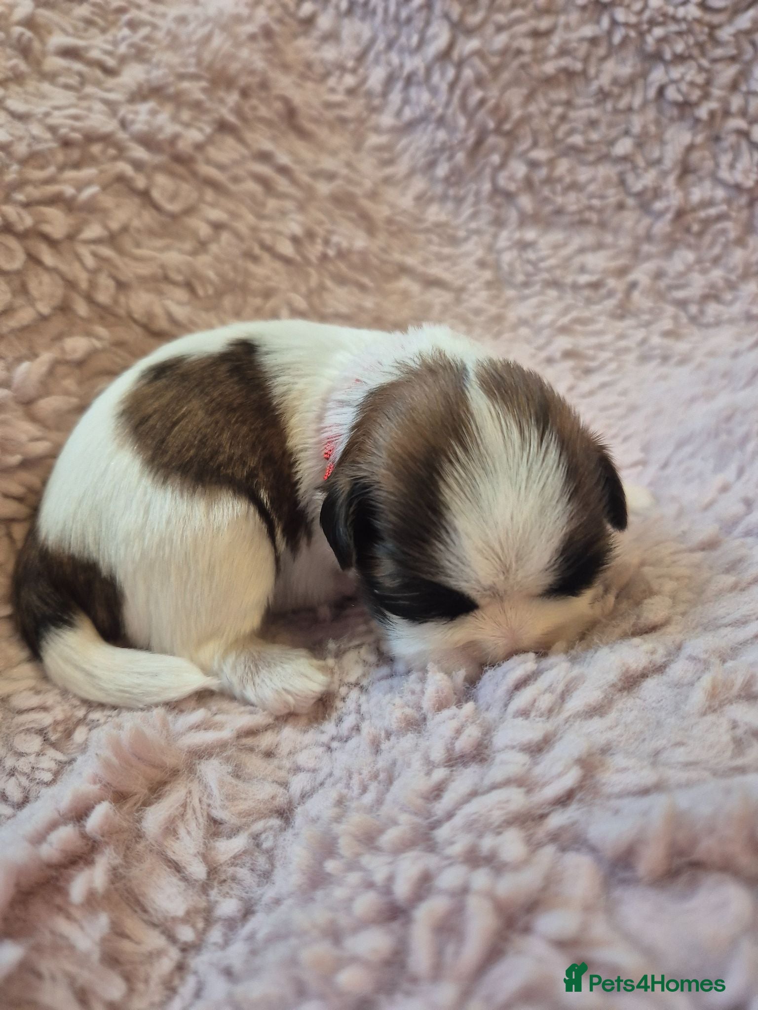 Lhasa Apso dogs LHASA APSO KC PUPPIES 1 girl left  - Advert 4