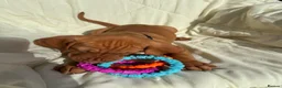 Hungarian Vizsla dogs for sale: 8 Five week old KC Reg Vizsla Puppies for sale - Advert 11